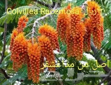 شتلا ت يلانج سونج خلا نوع من قشطة 23