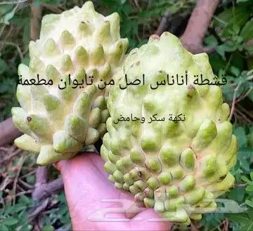 شتلا ت يلانج سونج خلا نوع من قشطة 27