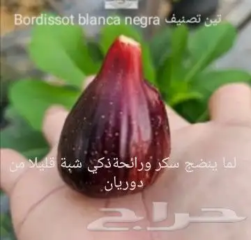 شتلا ت يلانج سونج خلا نوع من قشطة 25
