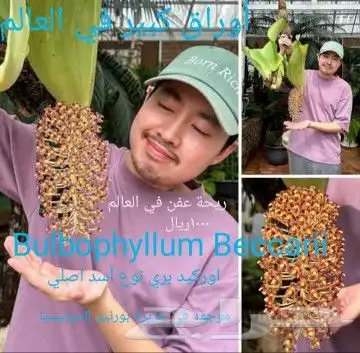 شتلا ت يلانج سونج خلا نوع من قشطة 28