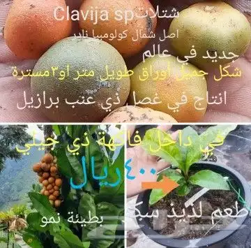 شتلا ت يلانج سونج خلا نوع من قشطة 36