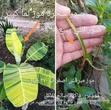 شتلا ت يلانج سونج خلا نوع من قشطة 37