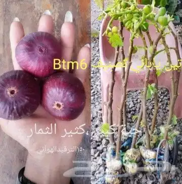 شتلا ت يلانج سونج خلا نوع من قشطة 44