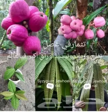شتلا ت يلانج سونج خلا نوع من قشطة 46
