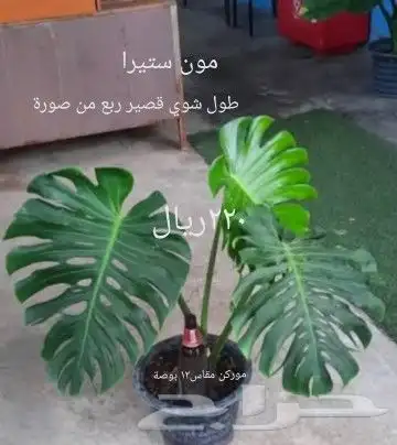 شتلا ت يلانج سونج خلا نوع من قشطة 8