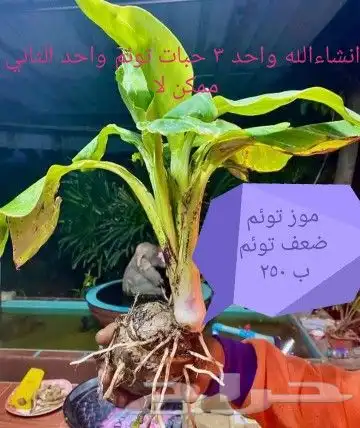 شتلا ت يلانج سونج خلا نوع من قشطة 34