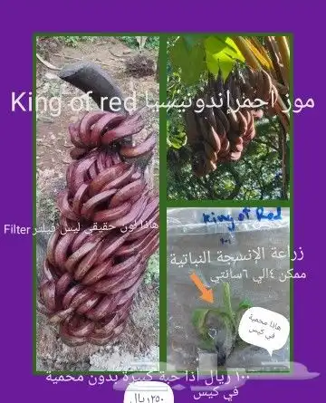 شتلا ت يلانج سونج خلا نوع من قشطة 41