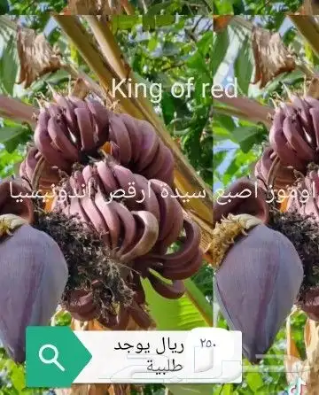 شتلا ت يلانج سونج خلا نوع من قشطة 40