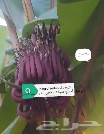 شتلا ت يلانج سونج خلا نوع من قشطة 39