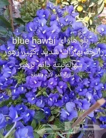 شتلا ت يلانج سونج خلا نوع من قشطة 30