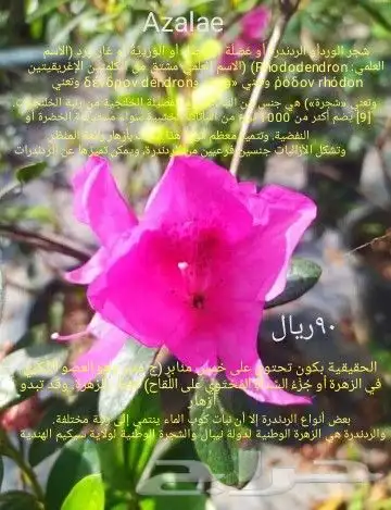 شتلا ت يلانج سونج خلا نوع من قشطة 11