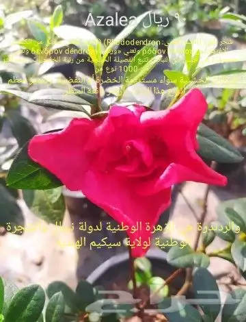 شتلا ت يلانج سونج خلا نوع من قشطة 13