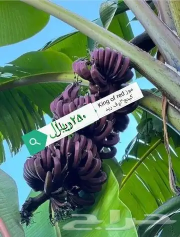 شتلا ت يلانج سونج خلا نوع من قشطة 45