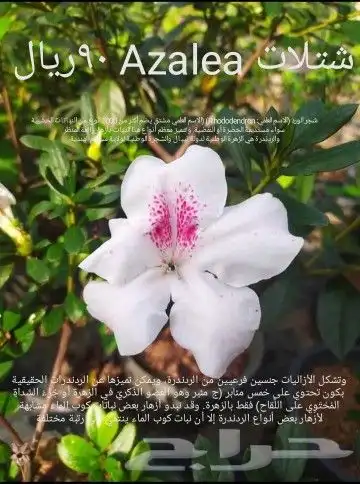 شتلا ت يلانج سونج خلا نوع من قشطة 14