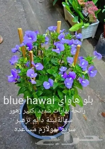 شتلا ت يلانج سونج خلا نوع من قشطة 31