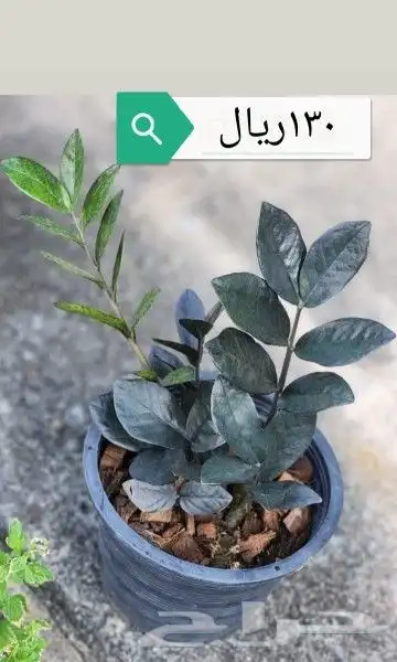 شتلا ت يلانج سونج خلا نوع من قشطة 9
