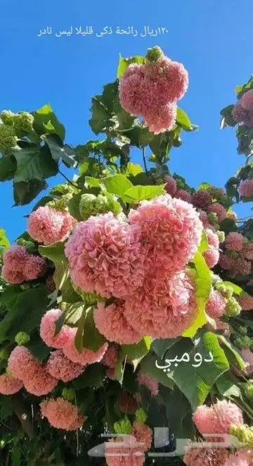 شتلا ت يلانج سونج خلا نوع من قشطة 20