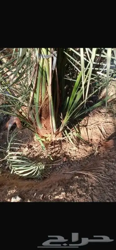 فسايل للبيع جميع المقاسات 2