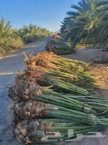 فسايل للبيع جميع المقاسات 7