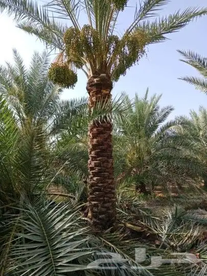 تركيب شبوك سياج ونخيل 1