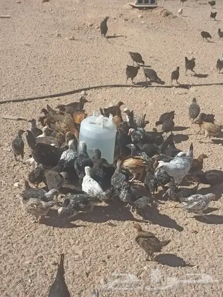 ساجر ارطاوي الرقاص 0