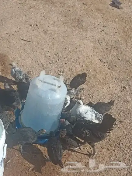 ساجر ارطاوي الرقاص 1