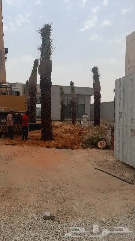 توريدنخيل 0