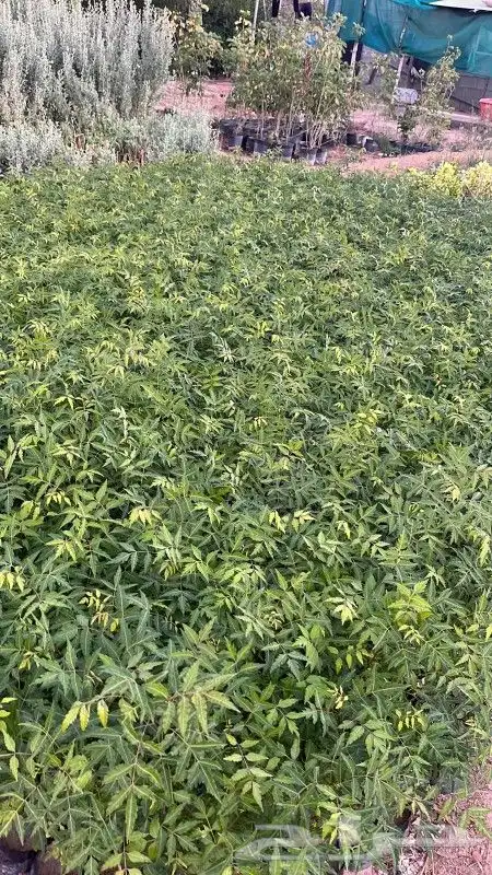 عروض لدى حدائق جنة البدر ع شتلات 4