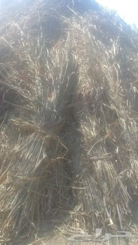 النوع   قصب يابس  العدد   مفتوح  الحاله  ممتاز الممتاز والح 1