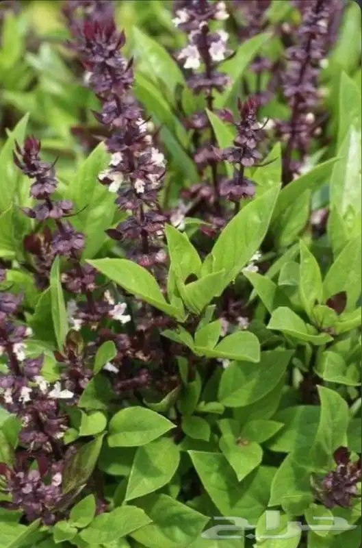 عروض لدى حدائق جنة البدر ع شتلات 3