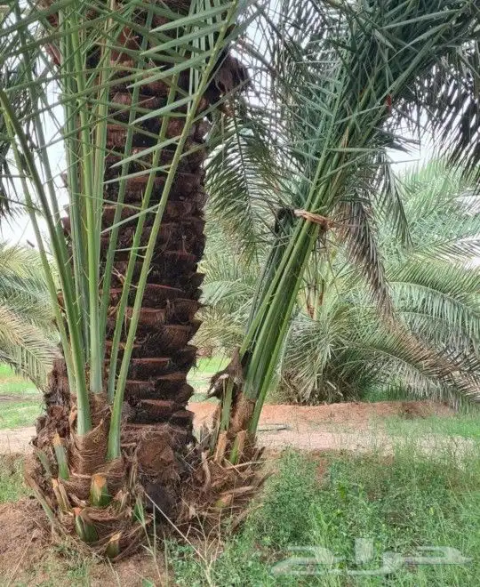 فسايل للبيع جميع المقاسات 4