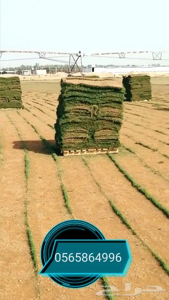 ثيل طبيعي نجيله نجيل 5