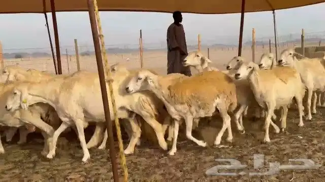 ما شاءالله وتبارك الله أعرض لكم غنم حريات دفيع 2