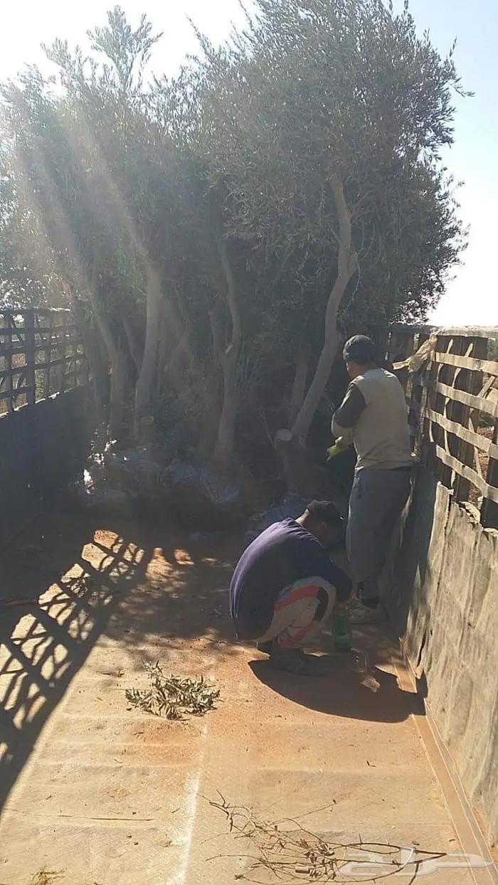 اشحار زيتون من بوصة الي5بوص و2 الي 4 متر 7