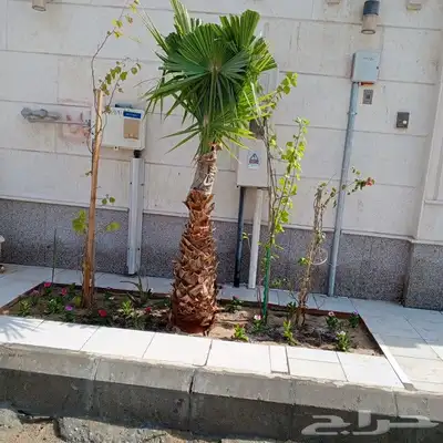 تنسيق الحدائق طبيعى وصناعى 9