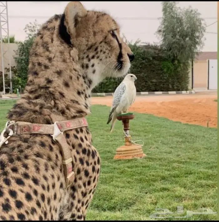 موصل من الرياض الى الطائف وجدة رابغ وينبع 0