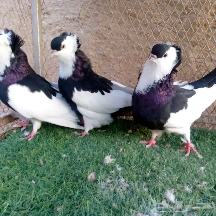 حمام عبسي تم البيع 6