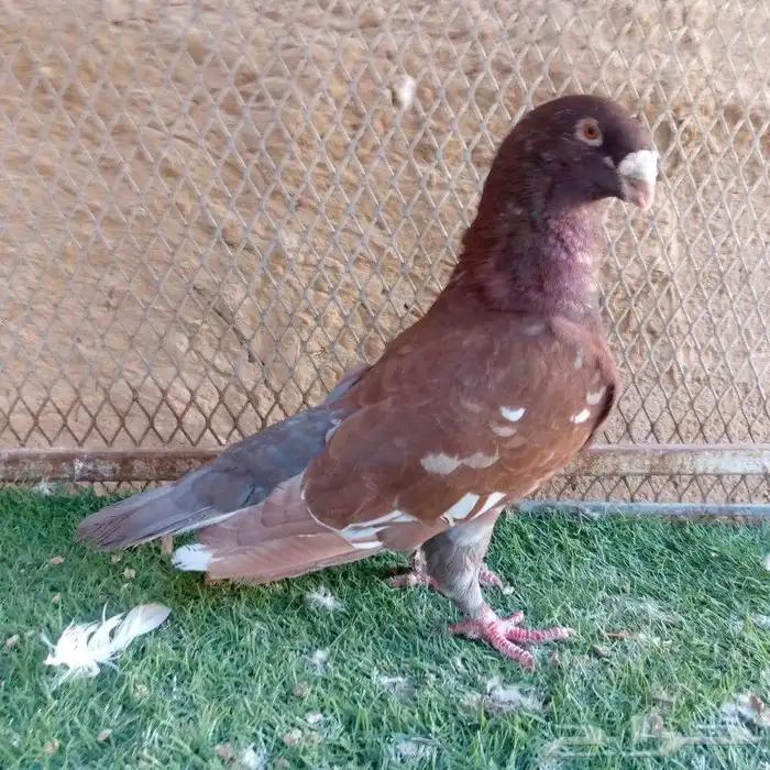 حمام عبسي تم البيع 10