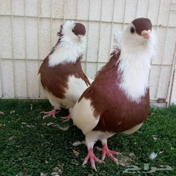 حمام عبسي تم البيع 0