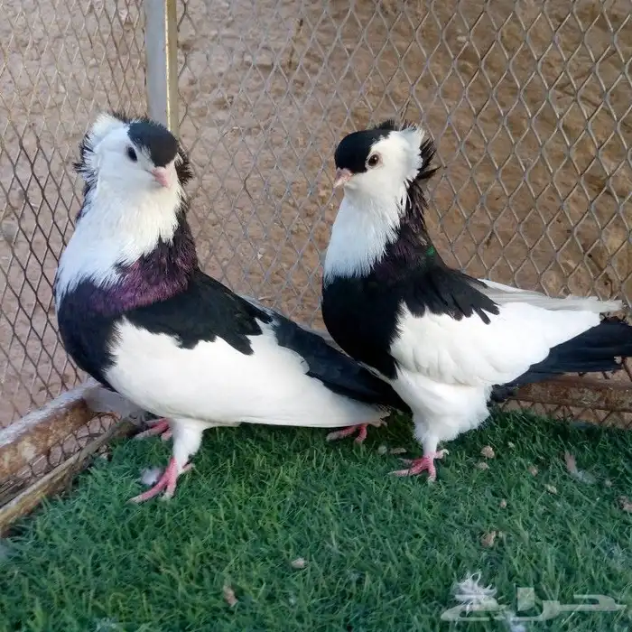 حمام عبسي تم البيع 8