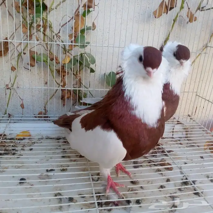 حمام عبسي تم البيع 2