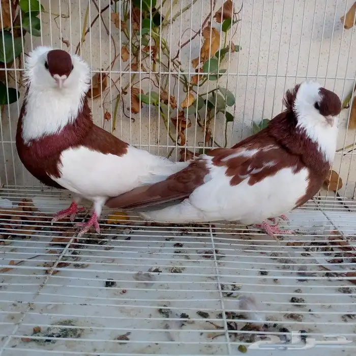 حمام عبسي تم البيع 3