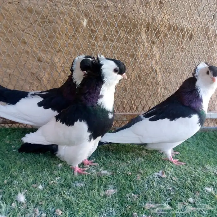 حمام عبسي تم البيع 7