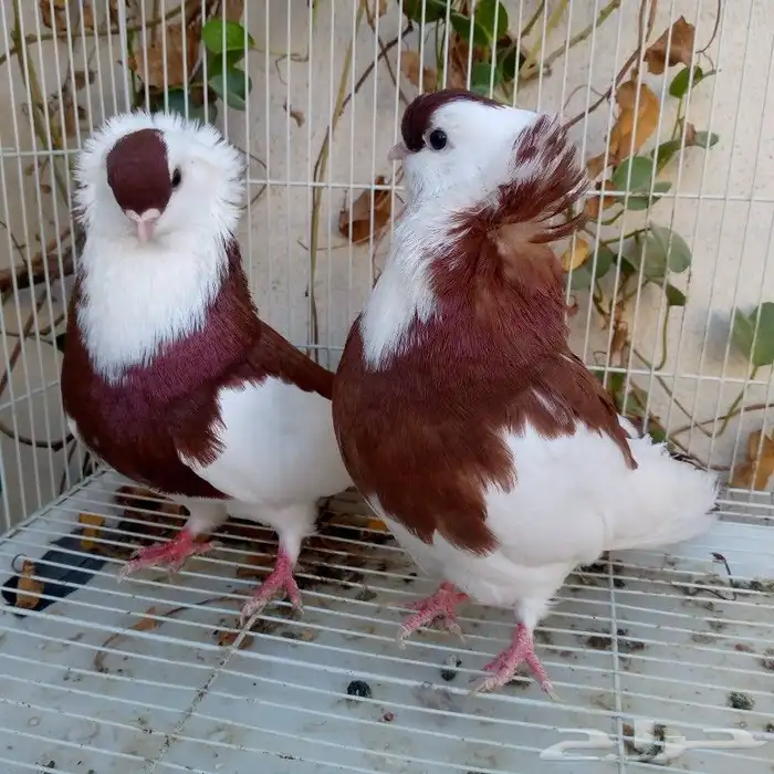 حمام عبسي تم البيع 4