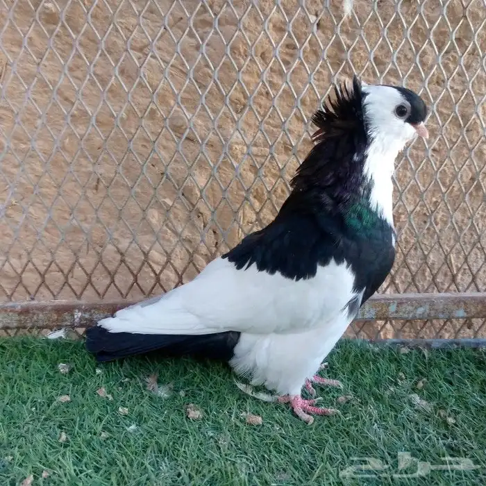 حمام عبسي تم البيع 5