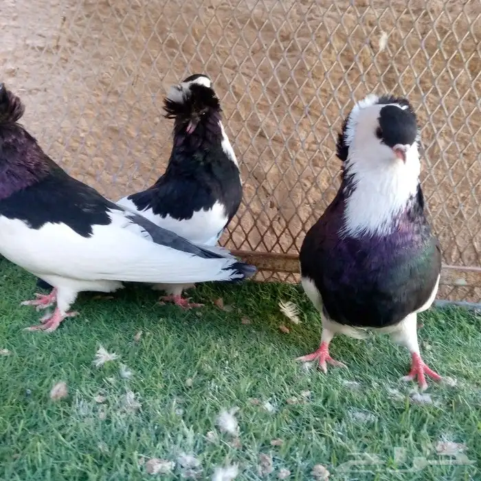 حمام عبسي تم البيع 9