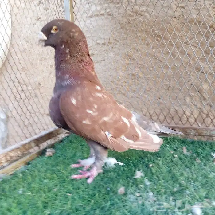 حمام عبسي تم البيع 11