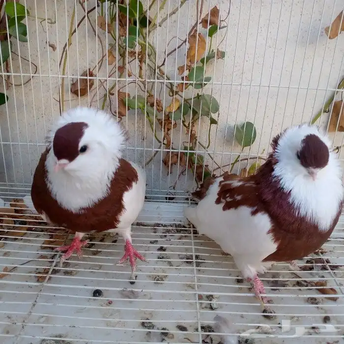 حمام عبسي تم البيع 1