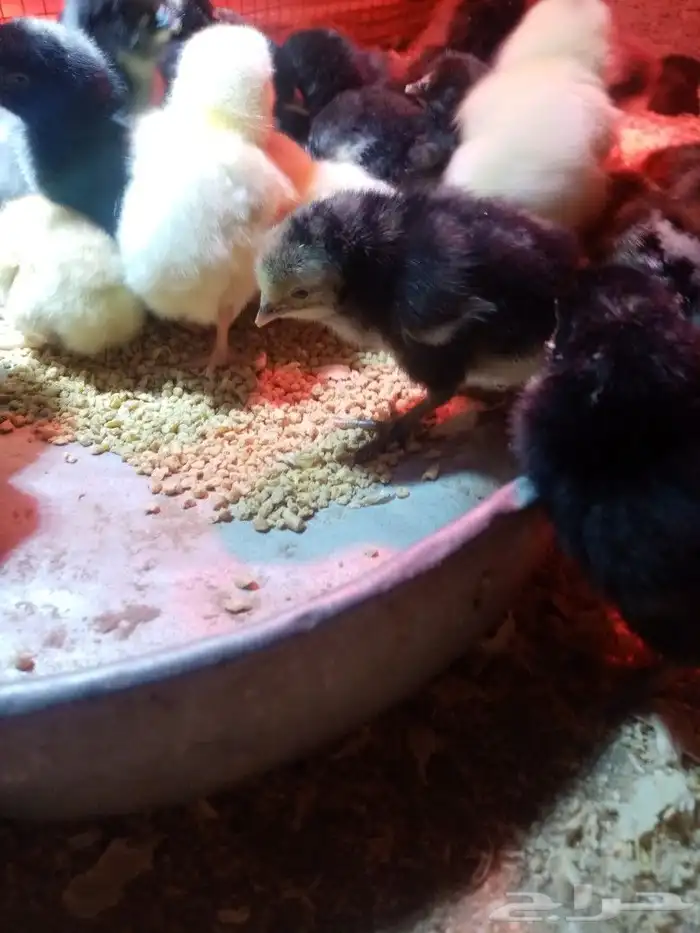 صوص محسن بعمر 2 يوم الأمهات للعرض فقط 6