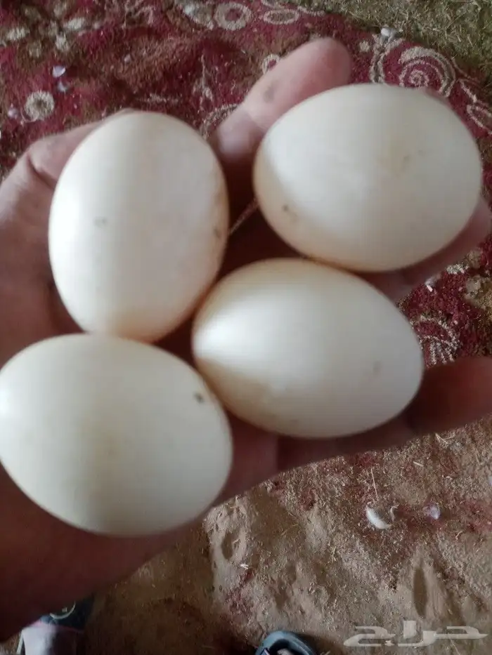 عرض بيض بط بكيني مخصب شرط 0